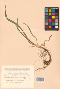 Iris uniflora Pall. ex Link, Siberia, Russian Far East (S6) (Russia)