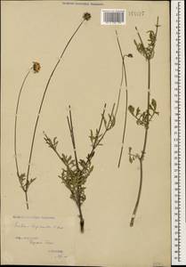 Scabiosa bipinnata K. Koch, Caucasus, Georgia (K4) (Georgia)