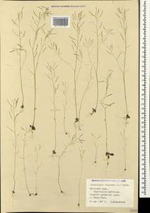 Arabidopsis thaliana (L.) Heynh., Crimea (KRYM) (Russia)