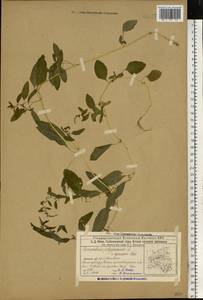 Lipandra polysperma (L.) S.Fuentes, Uotila & Borsch, Eastern Europe, Volga-Kama region (E7) (Russia)