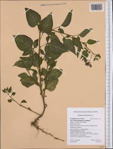Solanum dulcamara L., Western Europe (EUR) (United Kingdom)