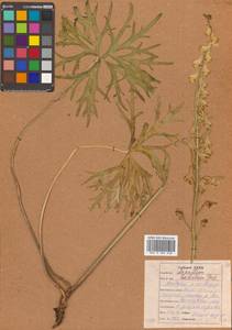 Aconitum barbatum Patrin ex Pers., Siberia, Russian Far East (S6) (Russia)