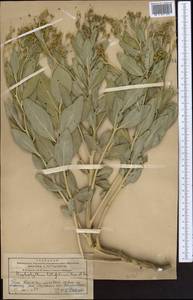 Haplophyllum latifolium Kar. & Kir., Middle Asia, Western Tian Shan & Karatau (M3) (Kazakhstan)