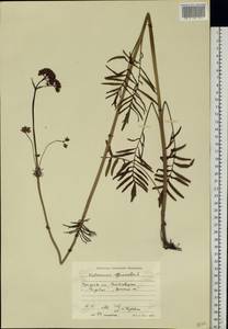 Valeriana officinalis L., Eastern Europe, North Ukrainian region (E11) (Ukraine)