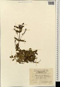 Veronica beccabunga L., Caucasus, South Ossetia (K4b) (South Ossetia)