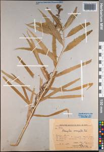 Adenophora gmelinii subsp. gmelinii, Siberia, Russian Far East (S6) (Russia)