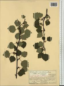 Betula pubescens Ehrh., Western Europe (EUR) (Norway)