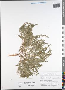 Euphorbia glyptosperma Engelm., Eastern Europe, Lower Volga region (E9) (Russia)