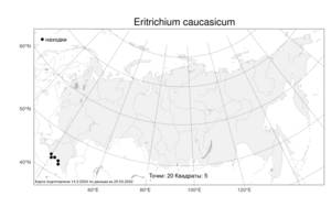 Eritrichium caucasicum (Albov) Grossh., Atlas of the Russian Flora (FLORUS) (Russia)