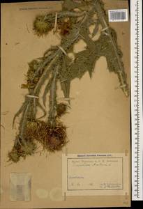 Onopordum acanthium L., Caucasus, Armenia (K5) (Armenia)