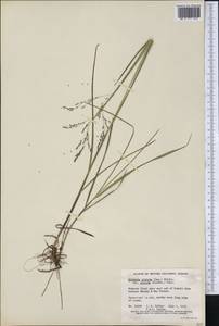 Glyceria striata (Lam.) Hitchc., America (AMER) (Canada)