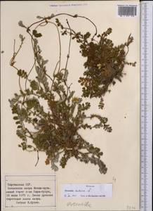 Argentina anserina subsp. anserina, Middle Asia, Northern & Central Tian Shan (M4) (Kyrgyzstan)