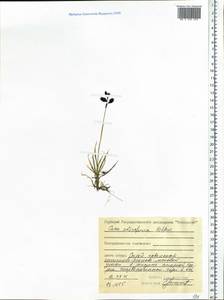 Carex atrofusca Schkuhr, Siberia, Central Siberia (S3) (Russia)