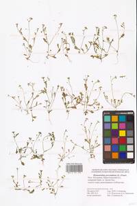 Hornungia procumbens (L.) Hayek, Eastern Europe, Lower Volga region (E9) (Russia)