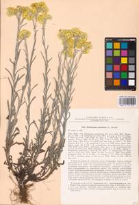 Helichrysum arenarium (L.) Moench, Eastern Europe, South Ukrainian region (E12) (Ukraine)