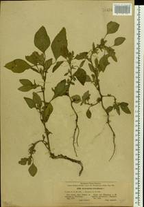 Amaranthus retroflexus L., Eastern Europe, Central forest-and-steppe region (E6) (Russia)