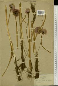 Allium schoenoprasum L., Siberia, Chukotka & Kamchatka (S7) (Russia)