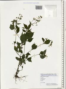 Galinsoga quadriradiata Ruiz & Pav., Caucasus, Black Sea Shore (from Novorossiysk to Adler) (K3) (Russia)