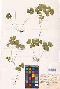 Oxalis acetosella L., Eastern Europe, Belarus (E3a) (Belarus)