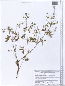 Geranium sibiricum L., Eastern Europe, Belarus (E3a) (Belarus)