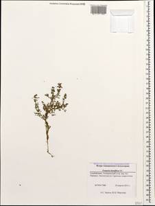 Fumaria densiflora DC., Caucasus, Azerbaijan (K6) (Azerbaijan)