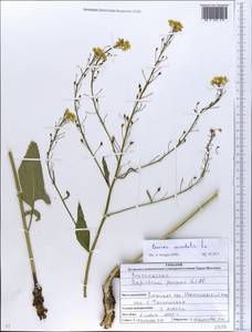 Bunias orientalis L., Eastern Europe, North Ukrainian region (E11) (Ukraine)