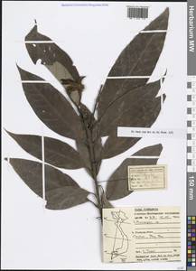 Lithocarpus, South Asia, South Asia (Asia outside ex-Soviet states and Mongolia) (ASIA) (Vietnam)