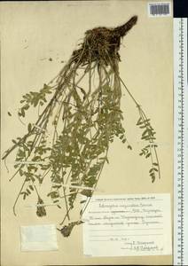 Astragalus laxmannii subsp. laxmannii, Siberia, Chukotka & Kamchatka (S7) (Russia)