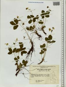 Fragaria orientalis Losinsk., Siberia, Russian Far East (S6) (Russia)