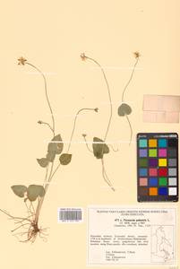 Parnassia palustris L., Siberia, Russian Far East (S6) (Russia)