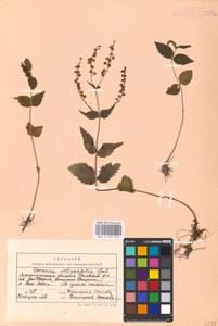 MHA 0 161 093, Veronica urticifolia Jacq., Eastern Europe, West Ukrainian region (E13) (Ukraine)