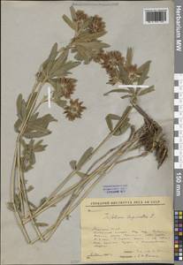Trifolium lupinaster L., Siberia, Yakutia (S5) (Russia)