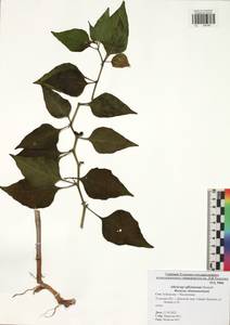 Alkekengi officinarum Moench, Eastern Europe, Central region (E4) (Russia)