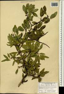 Pyrus syriaca Boiss., South Asia, South Asia (Asia outside ex-Soviet states and Mongolia) (ASIA) (Iran)