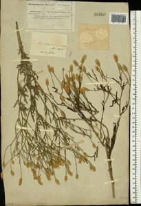 Klasea erucifolia (L.) Greuter & Wagenitz, Middle Asia, Caspian Ustyurt & Northern Aralia (M8) (Kazakhstan)