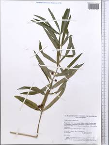Polygonatum roseum (Ledeb.) Kunth, Middle Asia, Western Tian Shan & Karatau (M3) (Kyrgyzstan)
