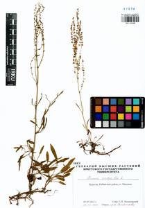 Rumex acetosella L., Siberia, Baikal & Transbaikal region (S4) (Russia)