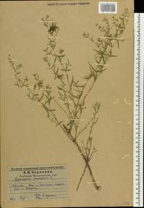 Gypsophila paniculata L., Eastern Europe, Middle Volga region (E8) (Russia)