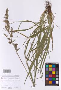 Lolium pratense (Huds.) Darbysh., Eastern Europe, Moscow region (E4a) (Russia)