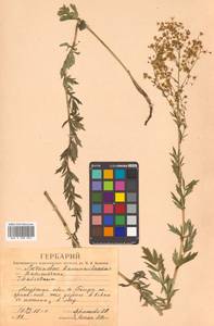 Thalictrum simplex L., Siberia, Russian Far East (S6) (Russia)