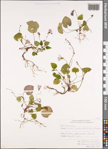 Viola reichenbachiana Jord. ex Boreau, Caucasus, South Ossetia (K4b) (South Ossetia)