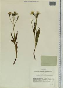 Crepis bungei Ledeb. ex DC., Siberia, Altai & Sayany Mountains (S2) (Russia)