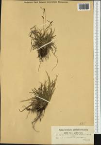 Carex pediformis C.A.Mey., Eastern Europe, West Ukrainian region (E13) (Ukraine)