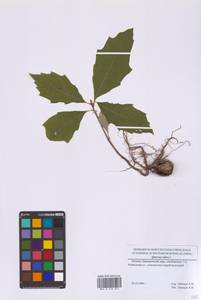 Quercus rubra L., Eastern Europe, Moscow region (E4a) (Russia)