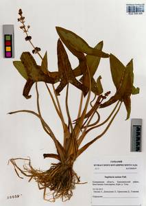 Sagittaria natans Pall., Siberia, Altai & Sayany Mountains (S2) (Russia)