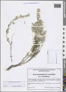 Krascheninnikovia ceratoides (L.) Gueldenst., Siberia, Western Siberia (S1) (Russia)