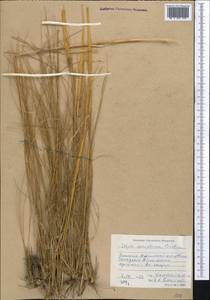 Stipa sareptana A.K.Becker, Middle Asia, Western Tian Shan & Karatau (M3) (Kyrgyzstan)
