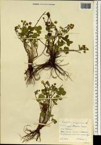 Potentilla fragarioides L., South Asia, South Asia (Asia outside ex-Soviet states and Mongolia) (ASIA) (North Korea)