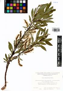 Salix rhamnifolia Pall., Siberia, Baikal & Transbaikal region (S4) (Russia)