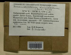 Dicranodontium denudatum (Brid.) E. Britton, Bryophytes, Bryophytes - Russian Far East (excl. Chukotka & Kamchatka) (B20) (Russia)